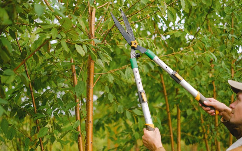 Tree trimming in Bradleyville, MO